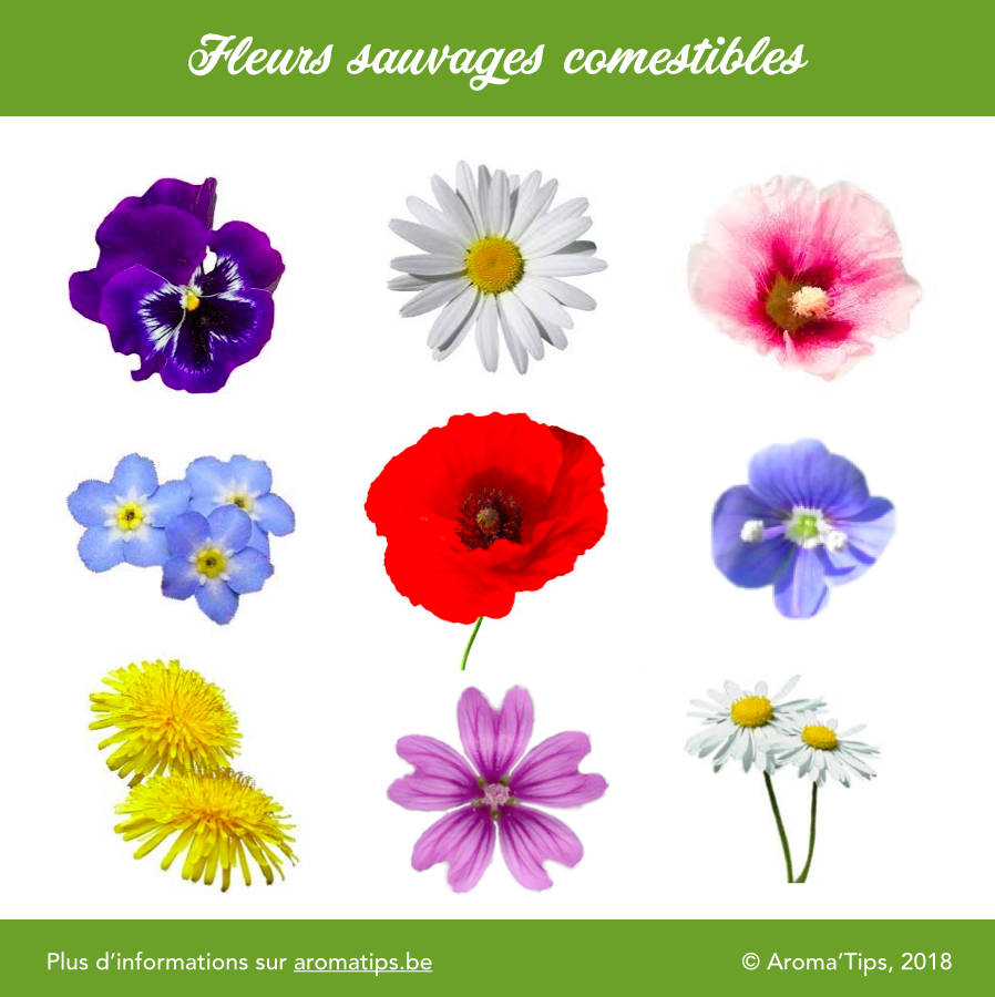 Les fleurs sauvages comestibles les plus faciles à trouver | Aroma'Tips