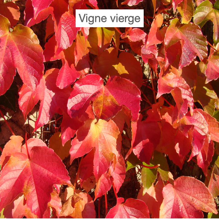 feuilles rouges de vigne vierge
