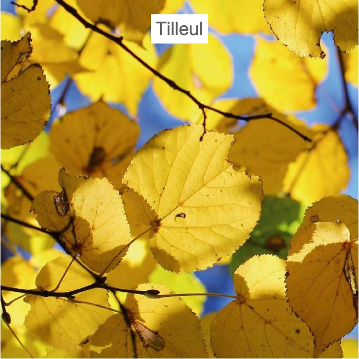 feuilles jaunes de tilleul