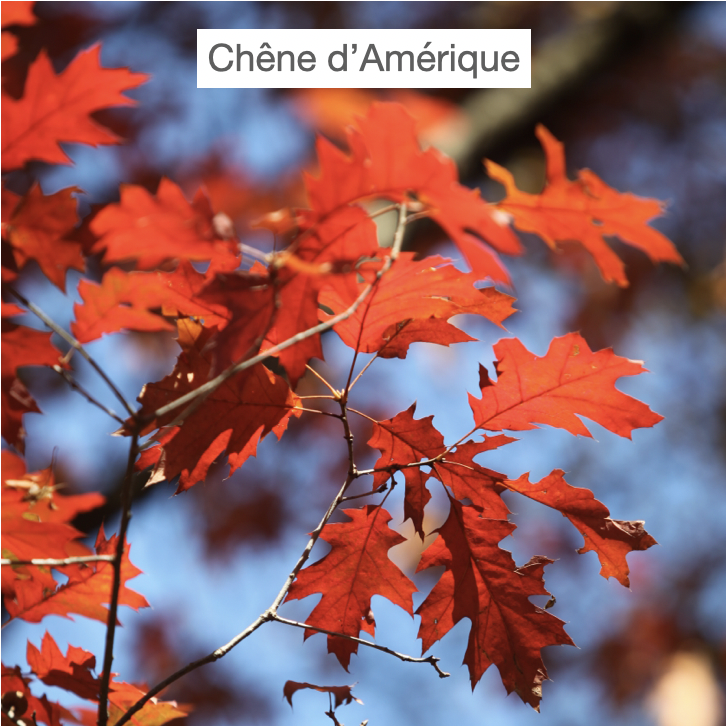 feuilles rouges du chêne d'Amérique